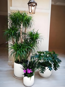 速看！宁波前湾绿植租赁哪家好的热门推荐！