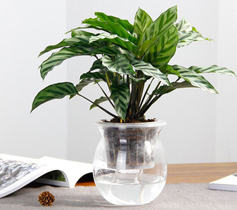 北仑绿植租摆哪家好