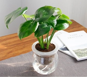 哇塞！宁波花木出租，服务好到爆啦！