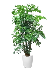 速看!奉化植物租摆服务超棒的这家!><div class=